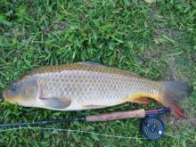 carp2_9442.JPG