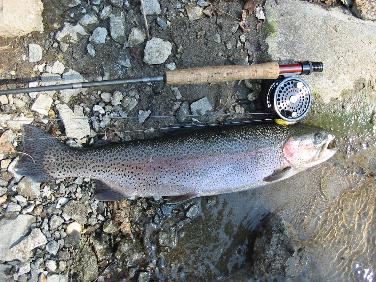 nj fly fishing